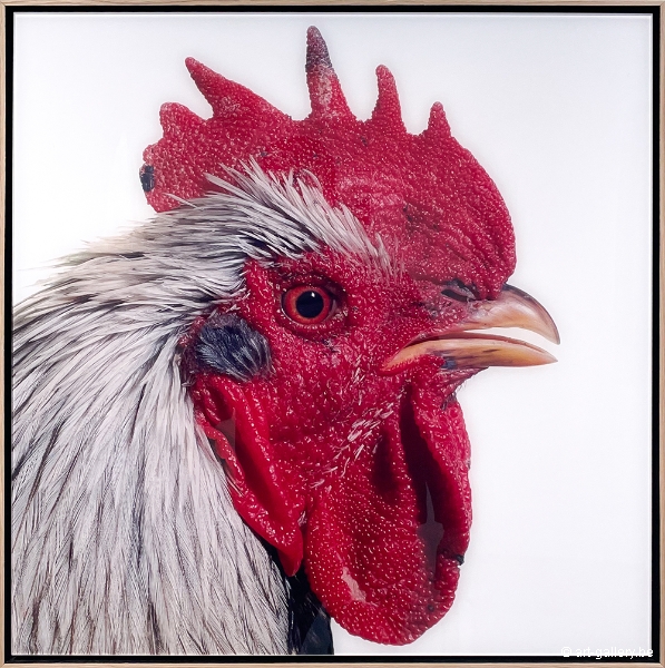 VANMECHELEN Koen - Mechelse Dresdner (M) x Dutch Owlbeard (F)